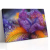 Macro iris petals in deep violet-purple and golden yellow with water droplets, bold botanical canvas for living room