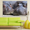 Two hippos resting side by side in the sun with their muzzles touching, wildlife close-up canvas print