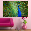 A peacock feather fills the frame, showing the distinctive eye pattern in electric blues and emerald greens