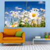 White daisies bloom across a fresh green meadow under soft natural light