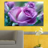 A single rose bloom rendered against a dark background