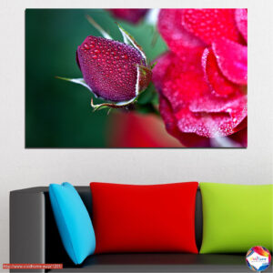 Rose mit Wassertropfen Leinwanddruck