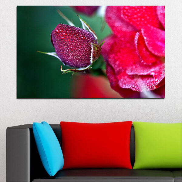 Rose with Water Drops Canvas Print