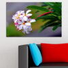 Fem hvide plumeria-blomster med gyldne gule centre hviler mod en blød grøn baggrund