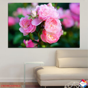 Rosa Gartenrose Leinwanddruck