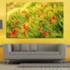 A field of red poppies stretches across green grass under natural daylight