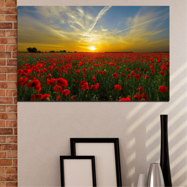 Coquelicot rouge au coucher de soleil