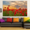 Red poppies stand against a dark, cloud-heavy sky