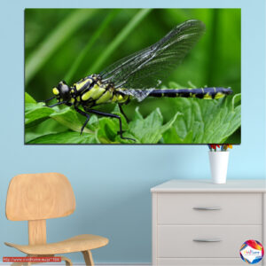 Libellula über Wasser Leinwanddruck