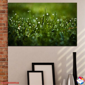 Σταγόνες Δροσιάς σε Πράσινο Λιβάδι Canvas Print