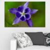 Tuinbloemen vastgelegd in detail, met bloemblaadjes in warme koraal- en zachte violette tinten tegen vers groen blad