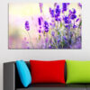 Purple lavender flowers in full bloom, captured in soft natural light
