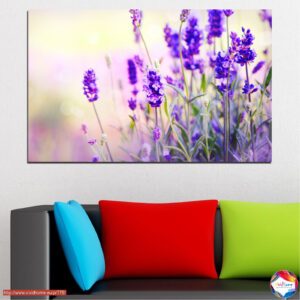 Lavender Field in Bloom Canvas Print
