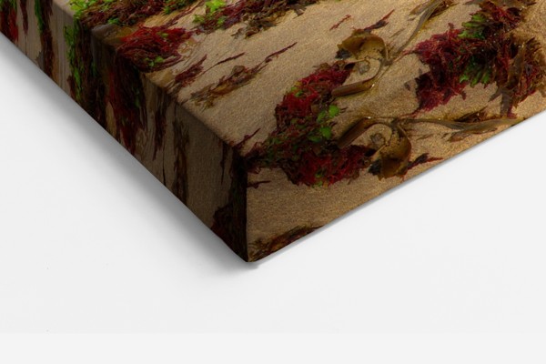 Neushoorn op zandstrand canvas print - aan de muur in een interieur