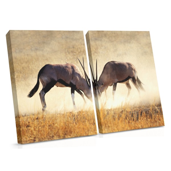 African Antelope in Grassland Canvas Print