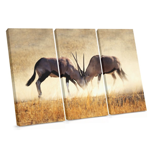 African Antelope in Grassland Canvas Print