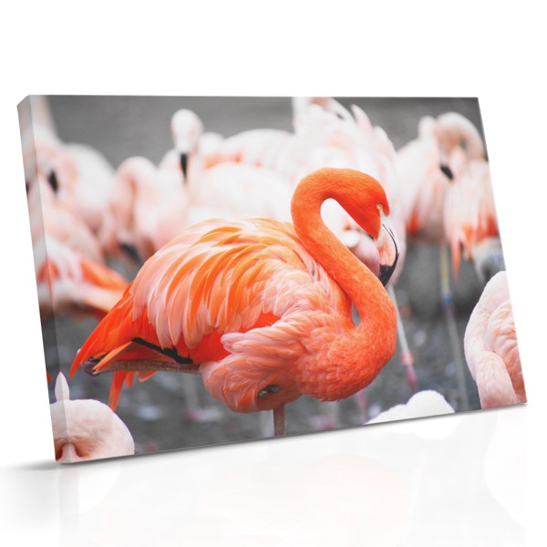 Rosa flamingo i vatten canvastryck