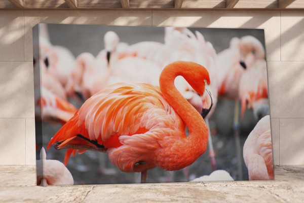 Rosa flamingo i vatten canvastryck - på väggen i ett rum