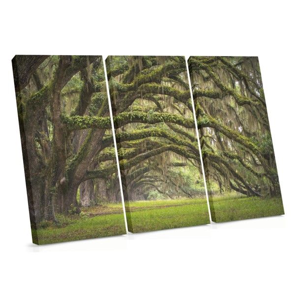 Talking Trees in Peace and Prosperity Canvas Print