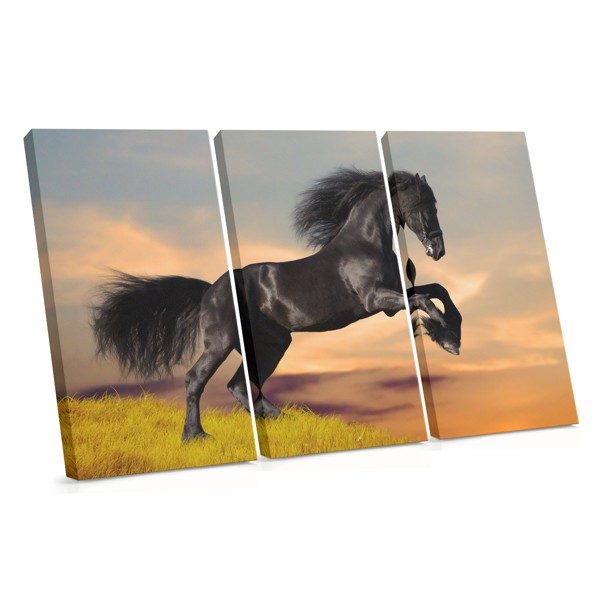 Black Mustang in Meadow Canvas Print