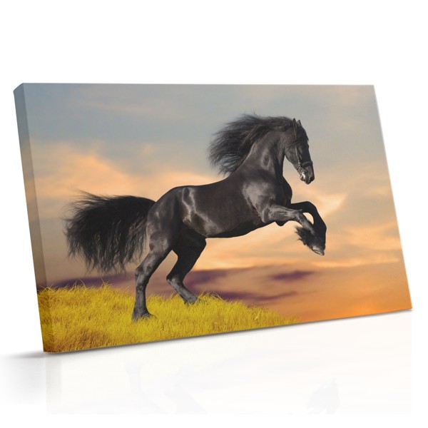 Een zwart mustang staat in een zonnige weide, omgeven door gouden grassen en verspreide wildflowers