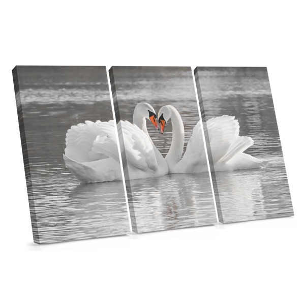 Gray Swan Heart Reflection Canvas Print