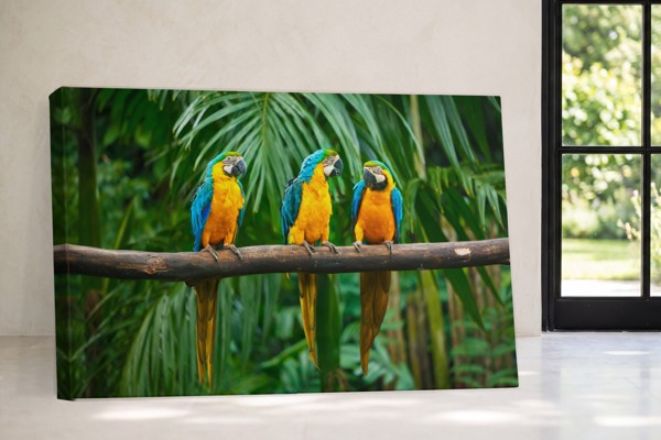 Three Parrots in Tropical Foliage Canvas Print - on the wall in a room interior