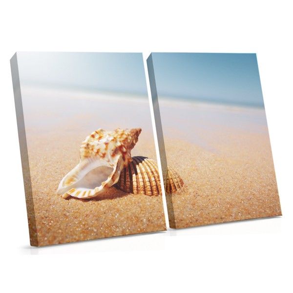 Veined Rapa Whelk on Sand Canvas Print