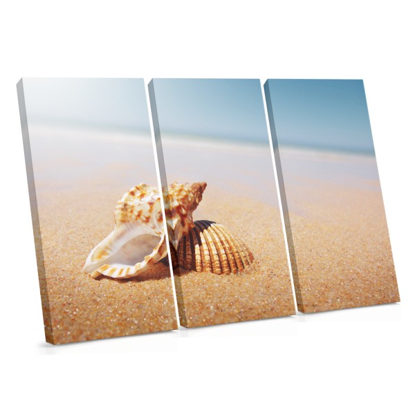Veined Rapa Whelk on Sand Canvas Print