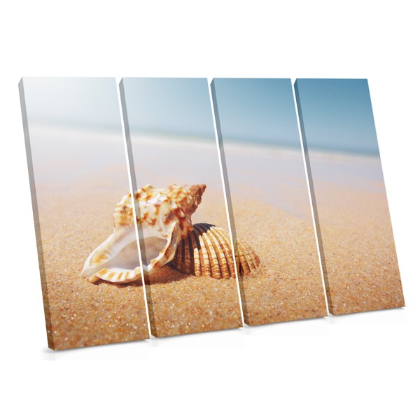 Veined Rapa Whelk on Sand Canvas Print