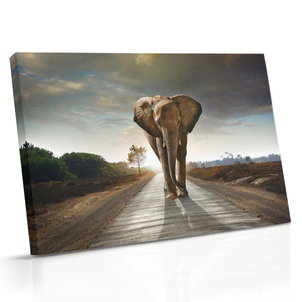 Tablou Canvas Elefant pe Drum Mintal