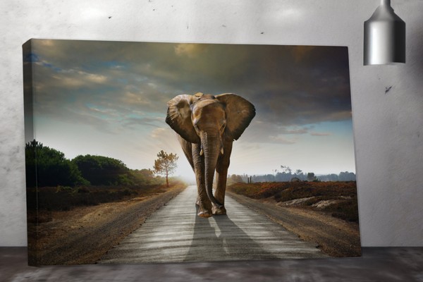 Olifant Mind Road Canvas Print - aan de muur in een interieur