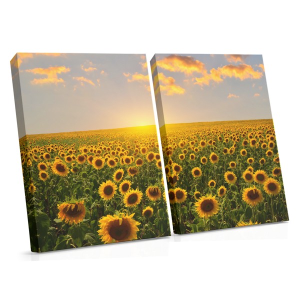 Sunflower Field Canvas Print