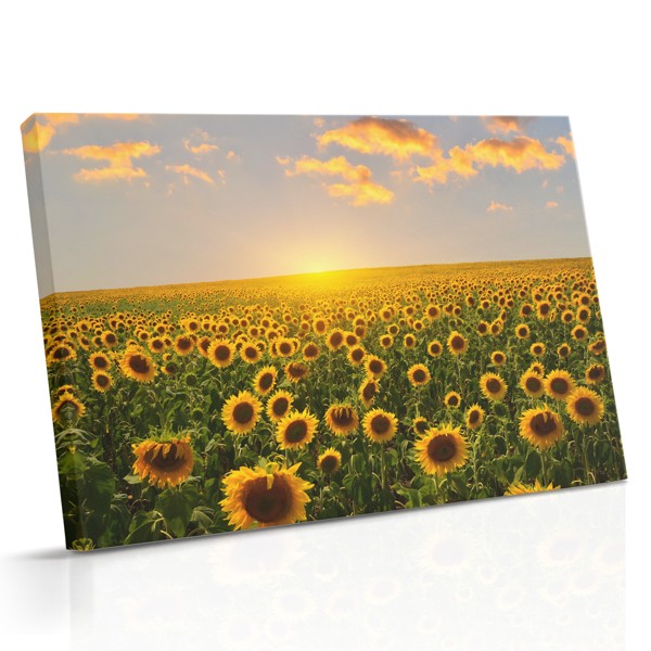 Impression sur Toile Champ de Tournesols