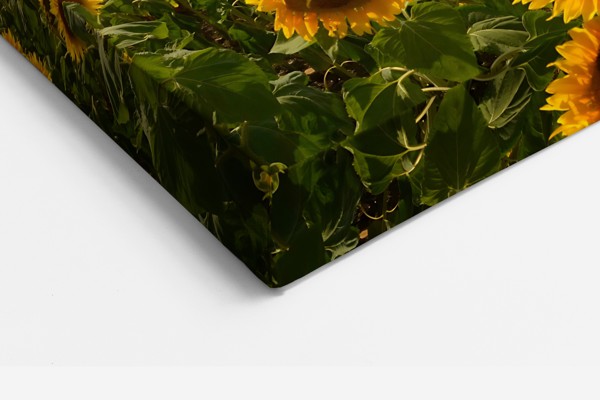 Impression sur Toile Champ de Tournesols - au mur dans un intérieur