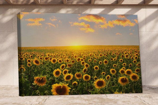 Impression sur Toile Champ de Tournesols - au mur dans un intérieur