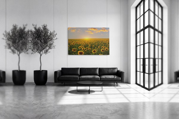 Impression sur Toile Champ de Tournesols - au mur dans un intérieur