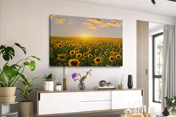Impression sur Toile Champ de Tournesols - au mur dans un intérieur