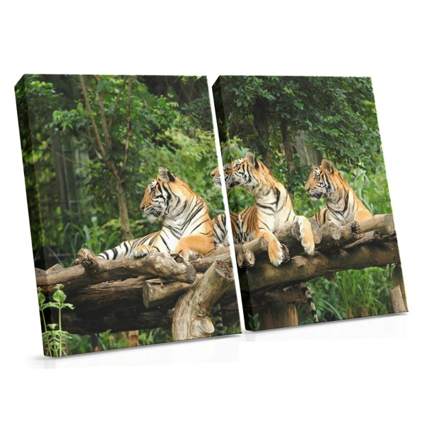 Three Tigers Resting Under Tree Canvas Print