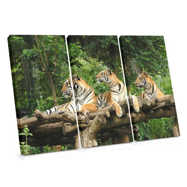 Three Tigers Resting Under Tree Canvas Print