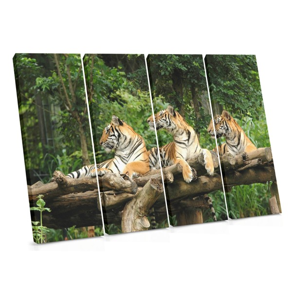 Three Tigers Resting Under Tree Canvas Print