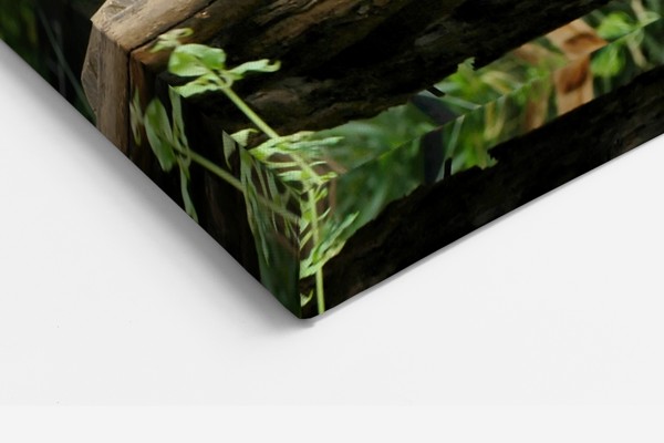 Three Tigers Resting Under Tree Canvas Print - on the wall in a room interior