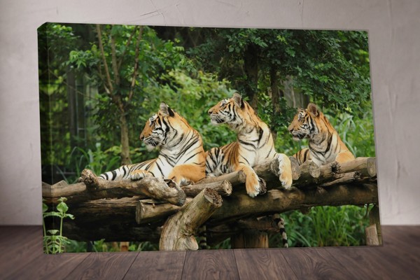 Three Tigers Resting Under Tree Canvas Print - on the wall in a room interior