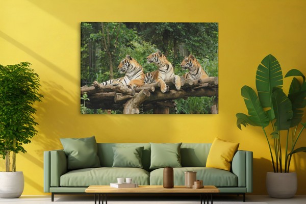 Three Tigers Resting Under Tree Canvas Print - on the wall in a room interior
