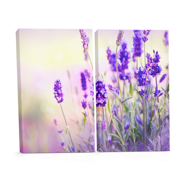 Lavender Field in Bloom Canvas Print