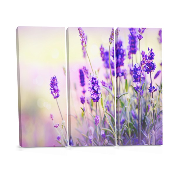 Lavender Field in Bloom Canvas Print
