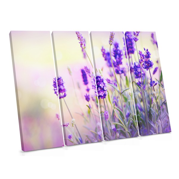 Lavender Field in Bloom Canvas Print