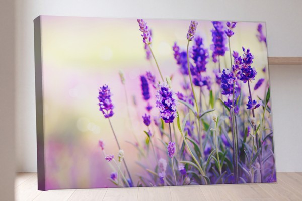 Toile Imprimée Champ de Lavande en Fleur - au mur dans un intérieur