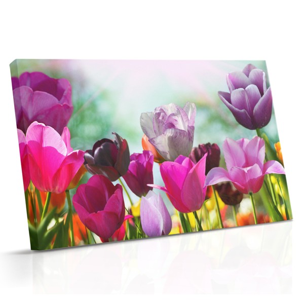 Fileiras de tulipas em plena floração estendem-se por um vale ensolarado