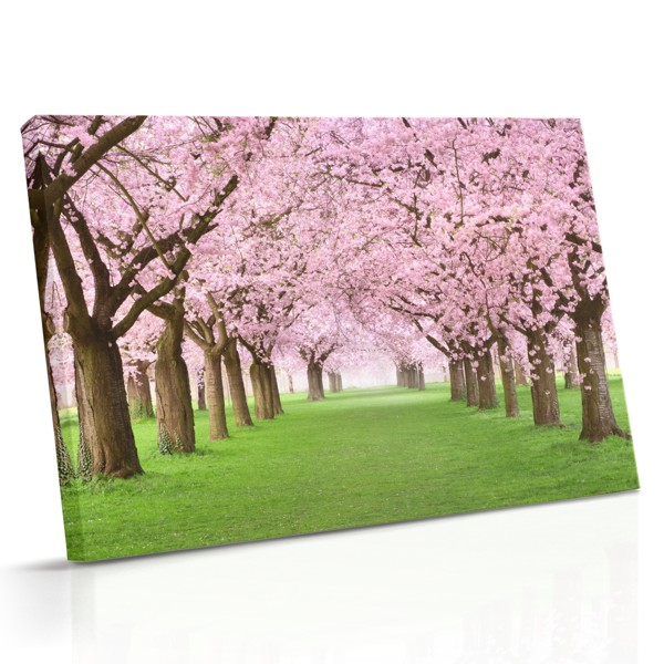Flores frescas de primavera capturadas en luz matutina suave